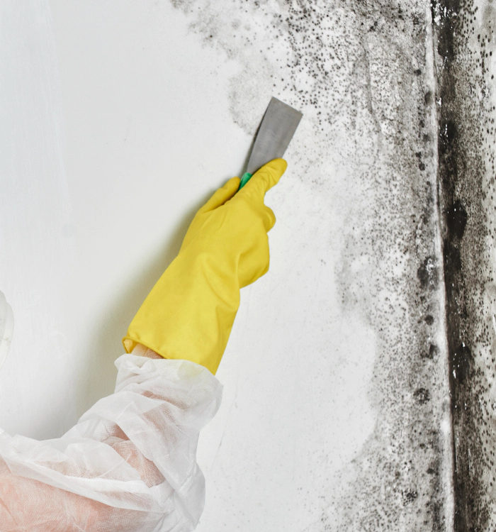 mold remediation services oak park ca